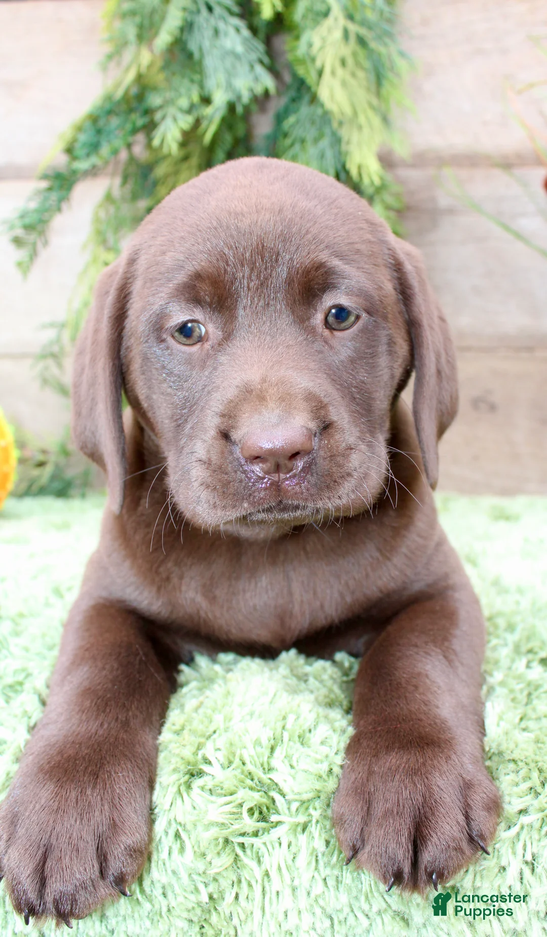 Labrador Retriever dogs for sale: Stacy - Ad 1