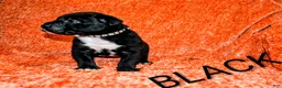 Presa Canario dogs for sale: Mr Neon  - Ad 30