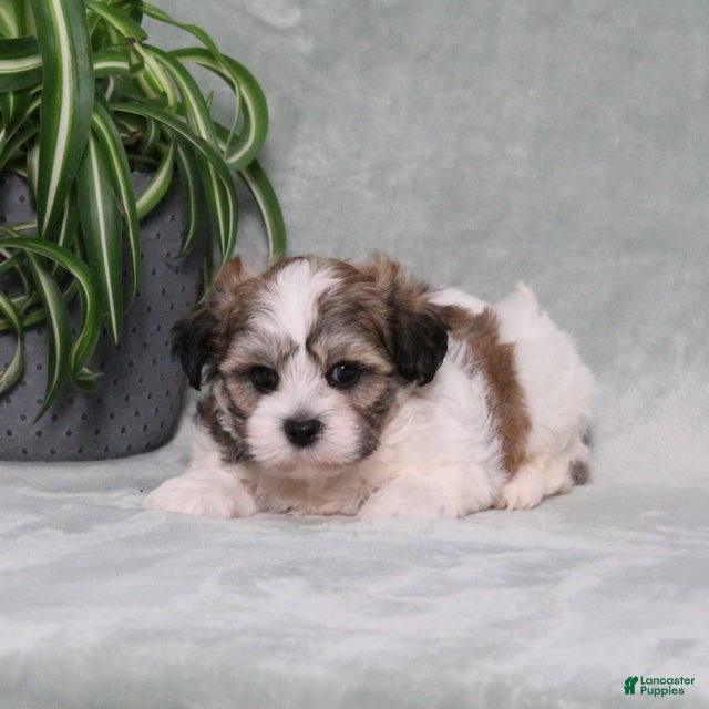 Teddy Bear dogs Dolton - Ad 1