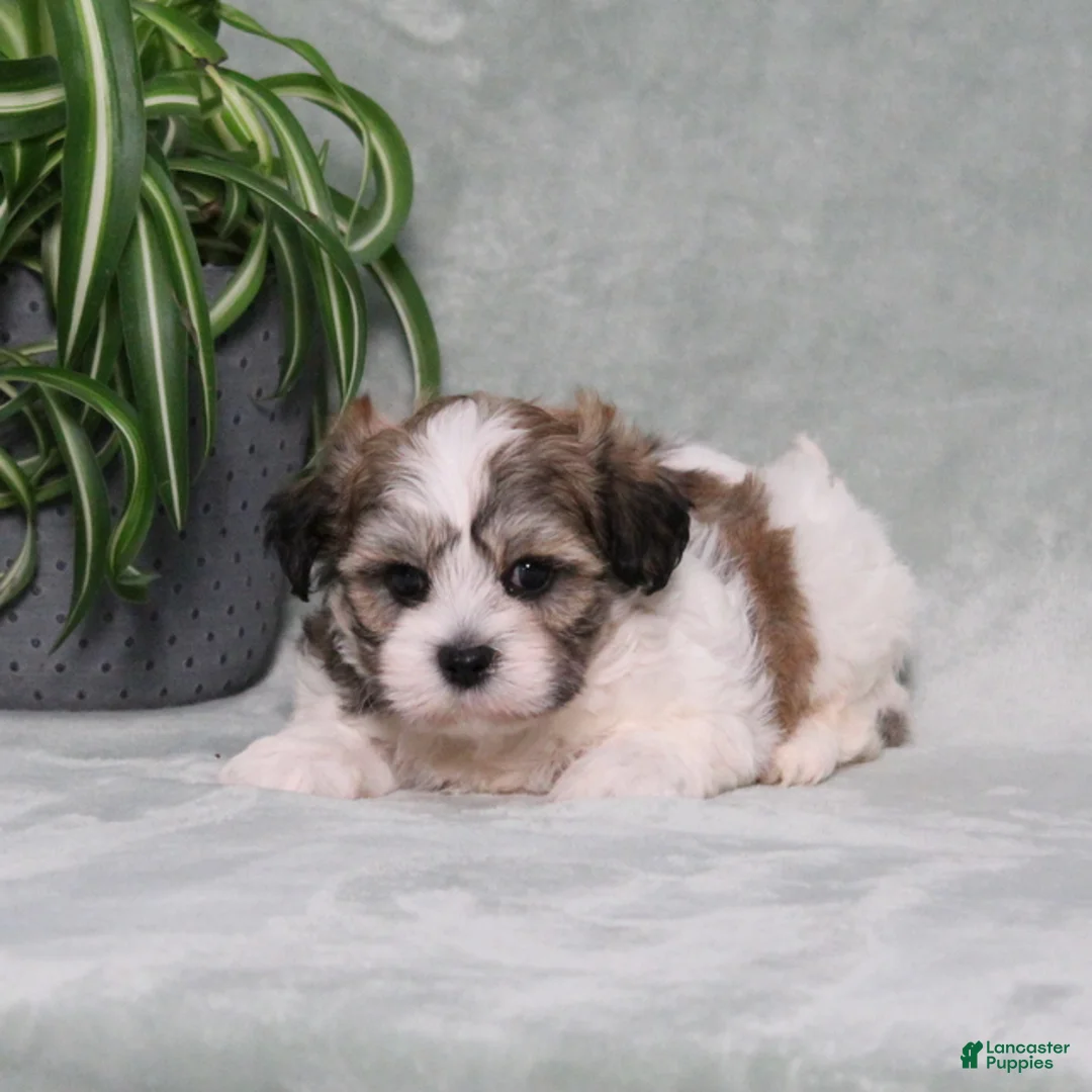 Teddy Bear dogs for sale: Dolton - Ad 1