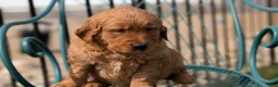 Golden Retriever dogs for sale: Daisy - Ad 6