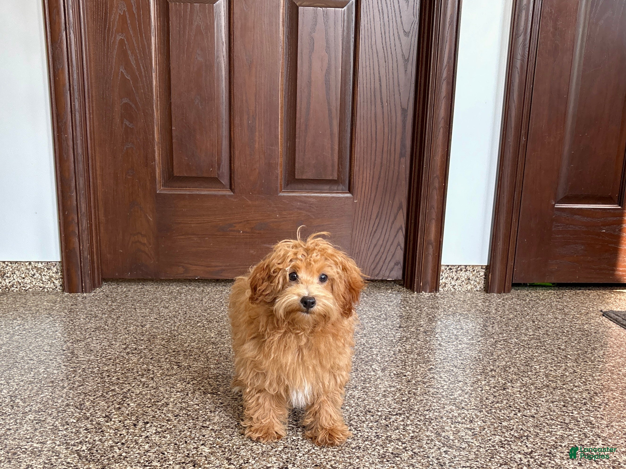 Havapoo dogs Havapoo Puppy 3 - Ad 2