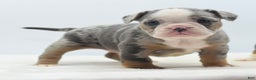 Mixed Breed dogs for sale: Aqua blue koi  - Ad 3