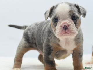 Mixed Breed dogs Aqua blue koi - Ad 35