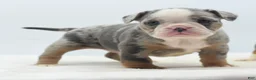 Mixed Breed dogs for sale: Aqua blue koi  - Ad 3