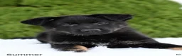 German Shepherd dogs for sale: Summer - Ad 4