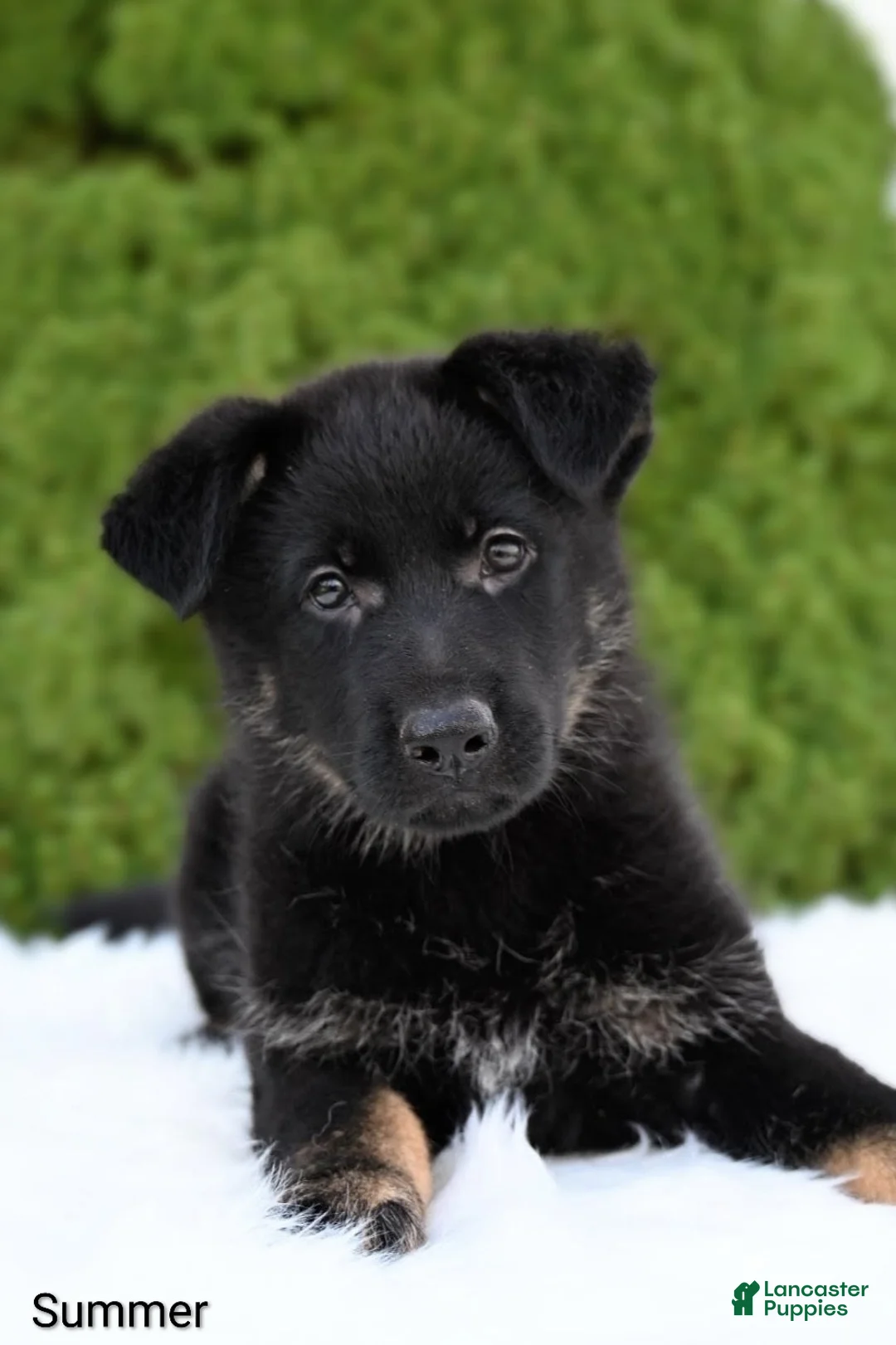 German Shepherd dogs for sale: Summer - Ad 4