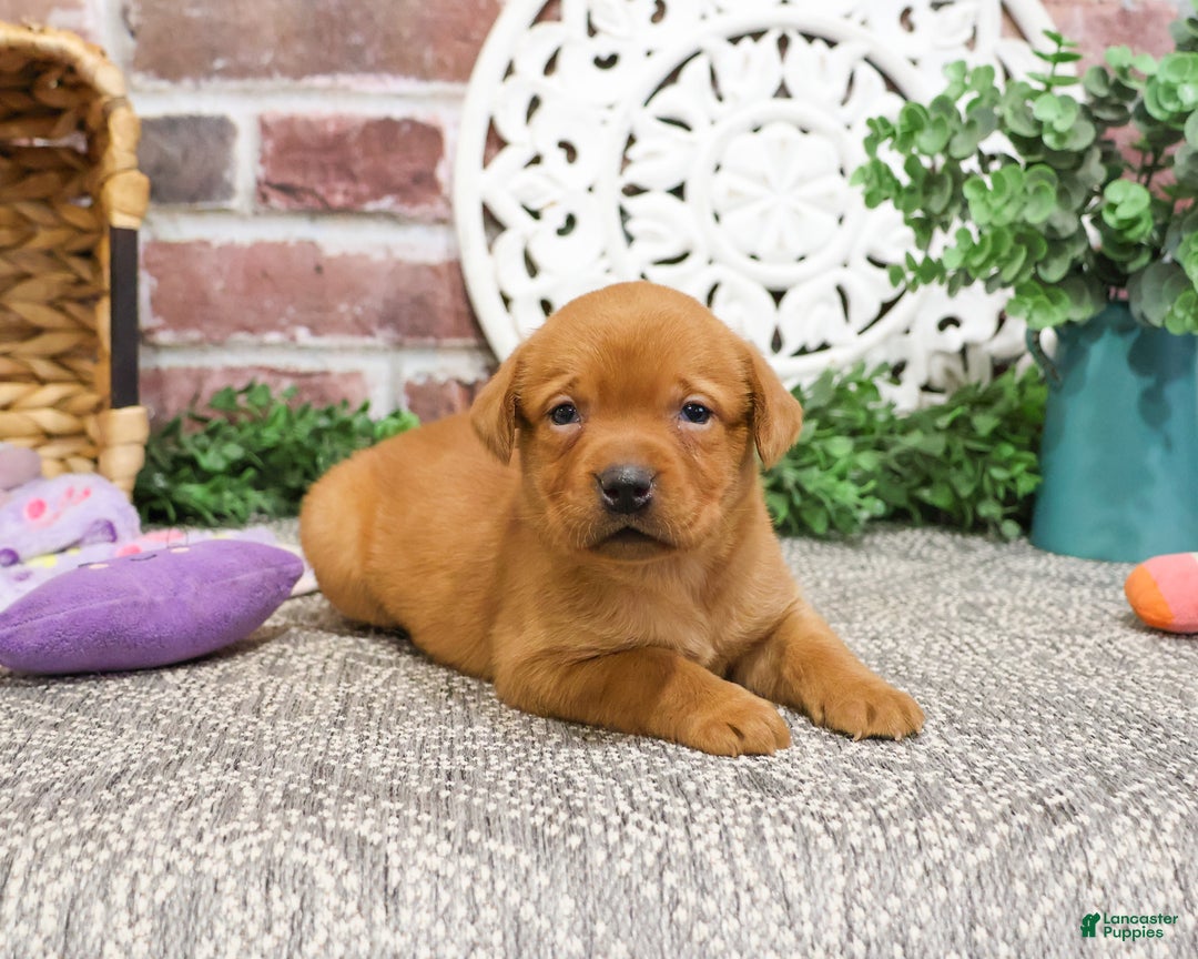 Labrador Retriever dogs for sale: Scarlet  - Ad 12