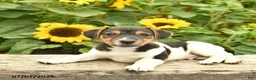 Jack Russell Terrier dogs for sale: Roy  - Ad 3