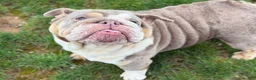English Bulldog dogs for sale: Raven - Ad 3