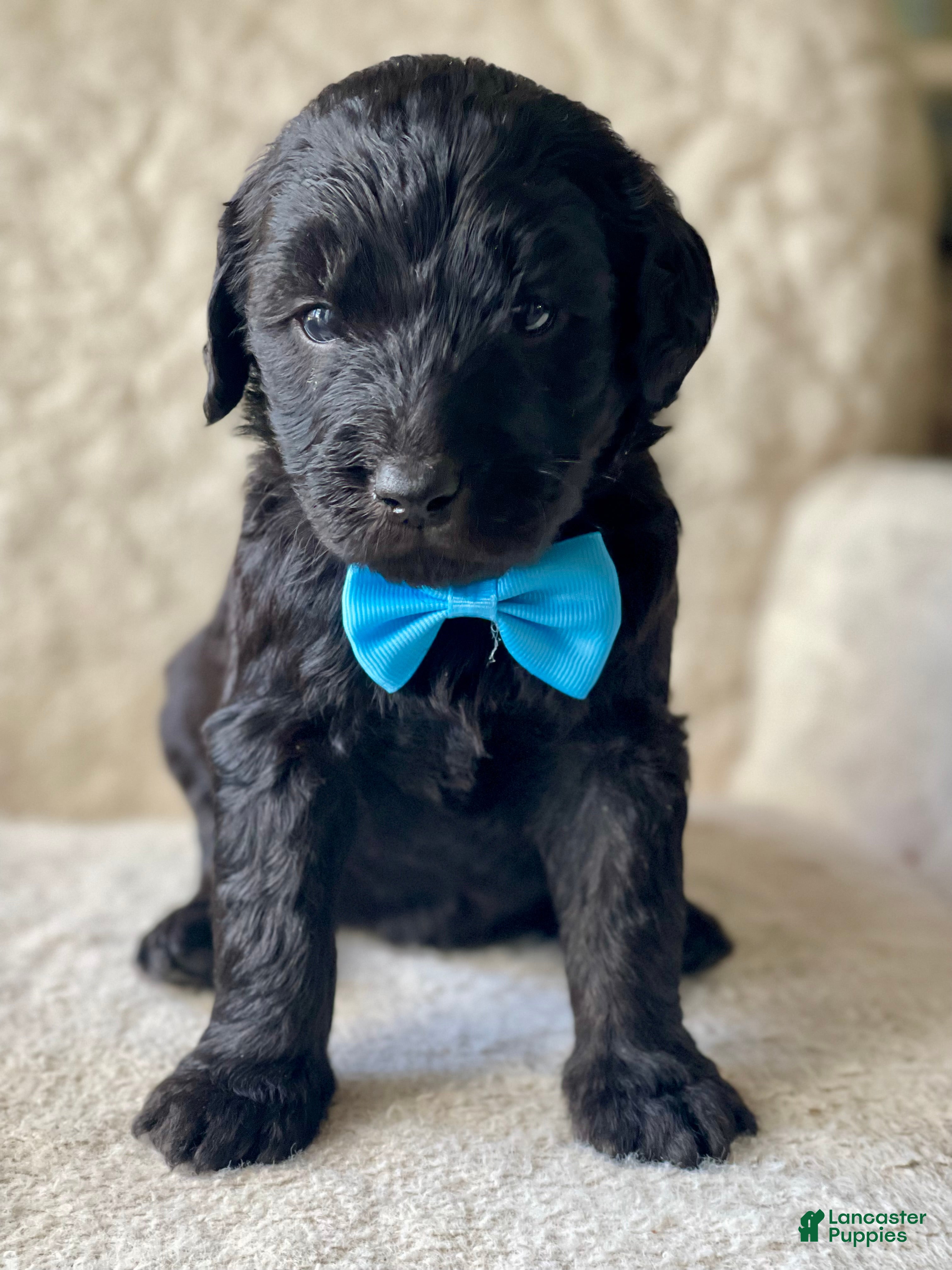 Goldendoodle dogs Blue Collar Male - Ad 11