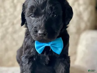 Goldendoodle dogs Blue Collar Male - Ad 11