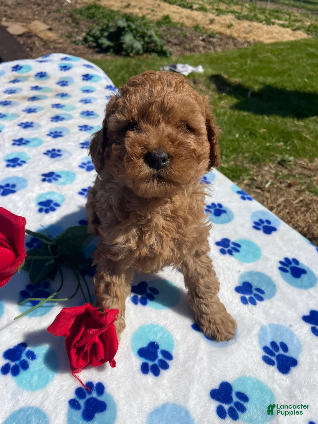 Mini Goldendoodle dogs for sale: Lance - Ad 4