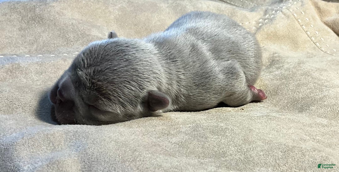 French Bulldog dogs for sale: River  - Ad 36