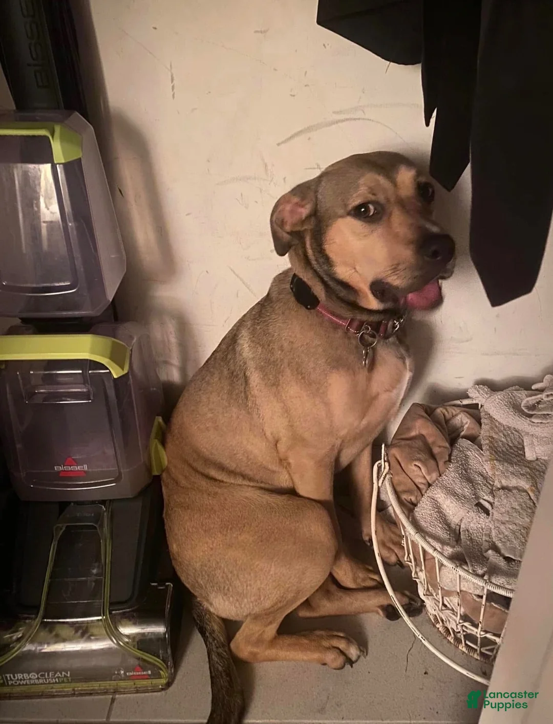 Mixed Breed dogs for sale: MISSY - Ad 4
