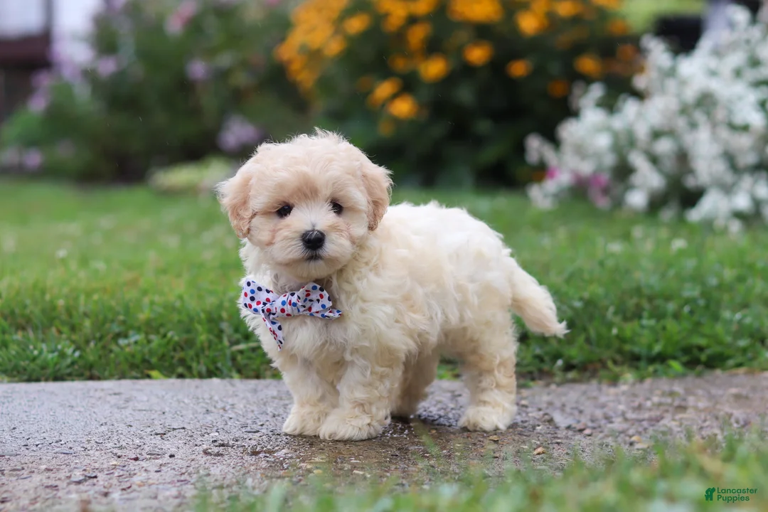 Mixed Breed dogs for sale: Riley - Ad 2