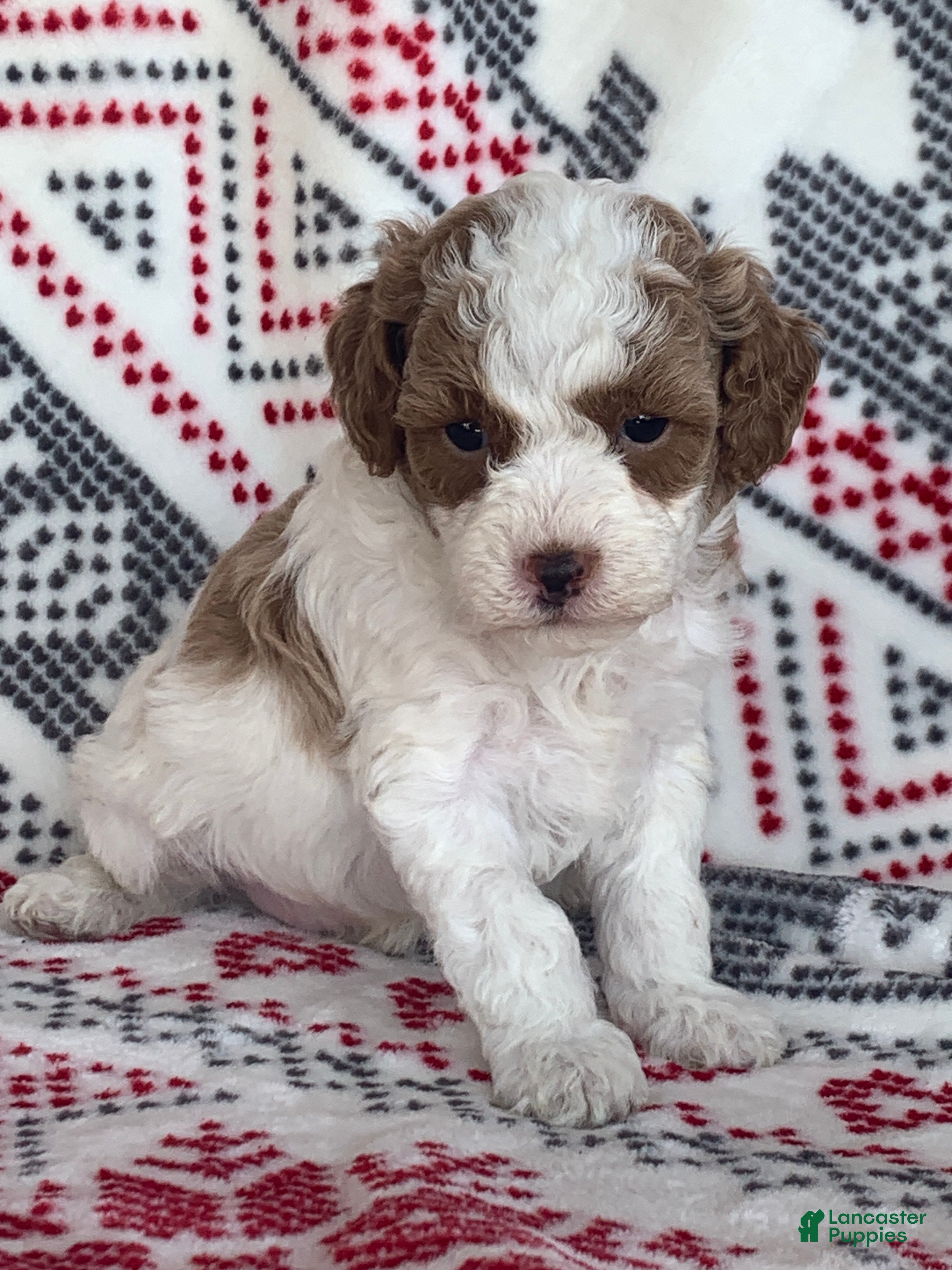 Cavapoo dogs Flurry - Ad 20