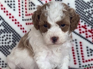 Cavapoo dogs Flurry - Ad 20