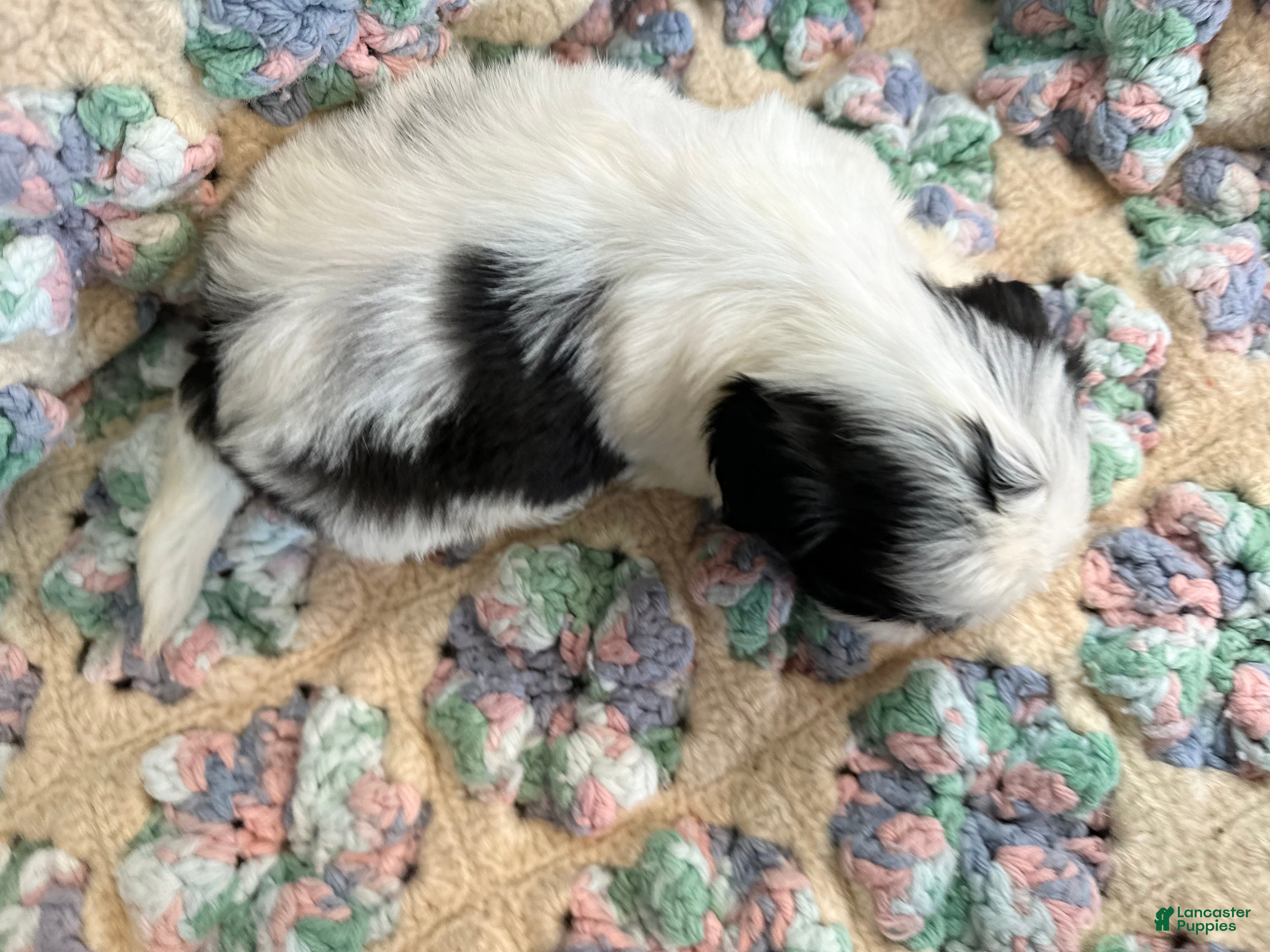 Shih Tzu dogs Shih Tzu 6 - Ad 2
