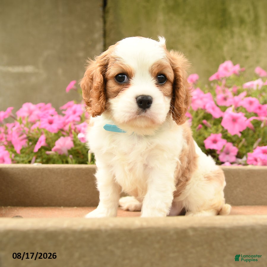 Cavalier King Charles Spaniel dogs Ford - Ad 1
