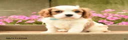 Cavalier King Charles Spaniel dogs for sale: Ford - Ad 1