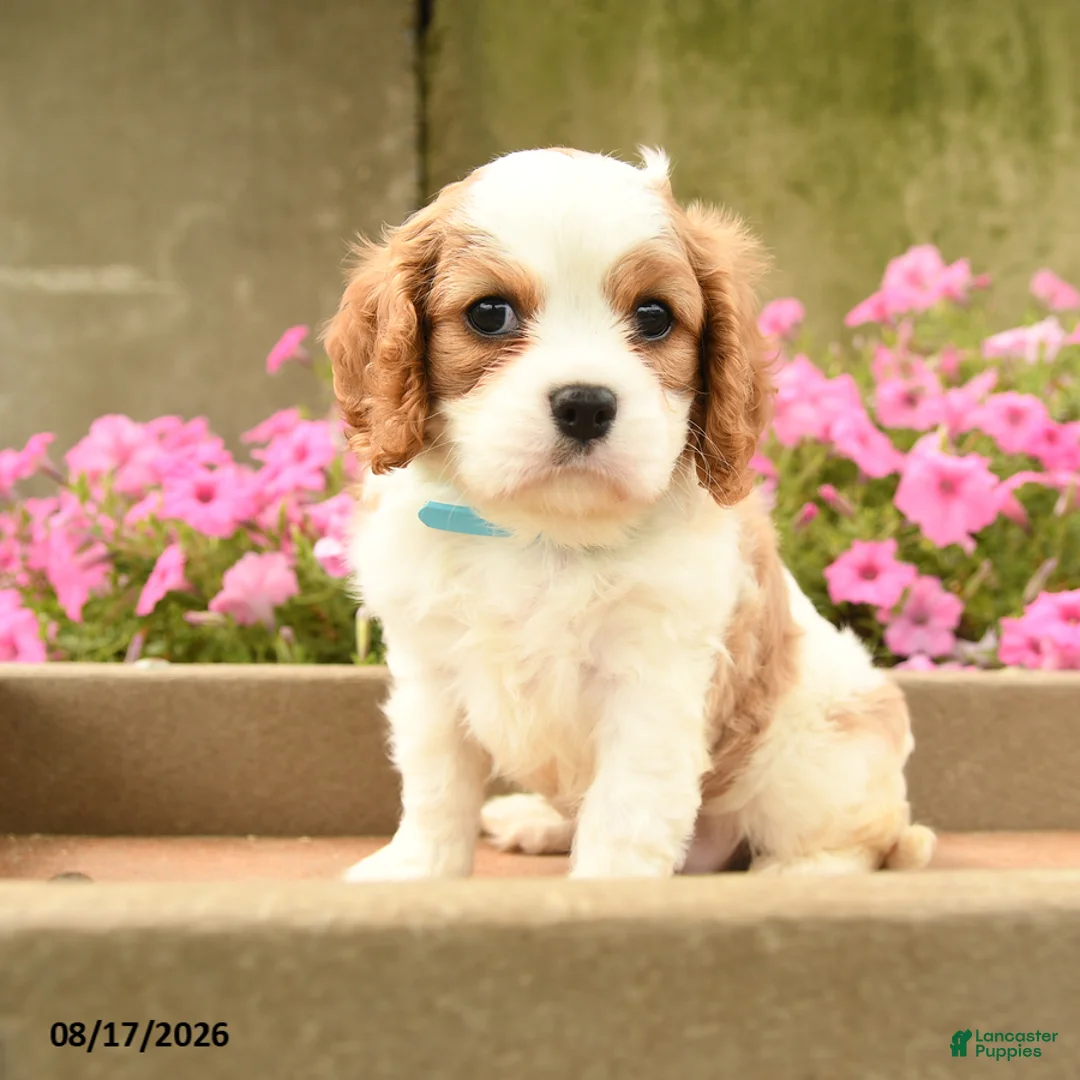 Cavalier King Charles Spaniel dogs for sale: Ford - Ad 1