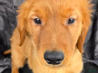 Golden Retriever dogs for sale: Aroura - Ad 2