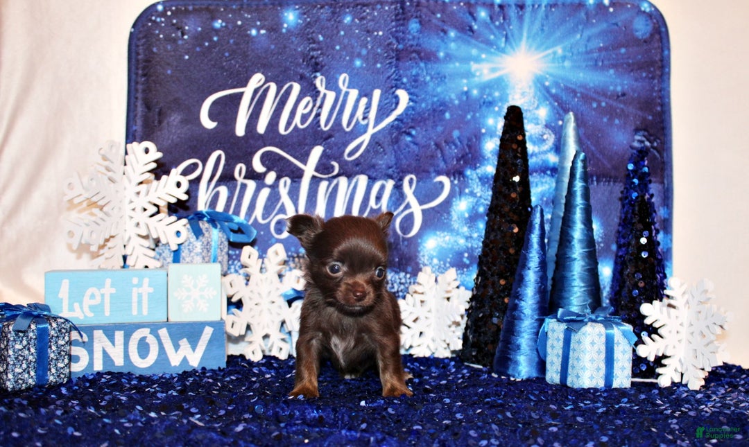 Chihuahua dogs for sale: Yaritza - Ad 2