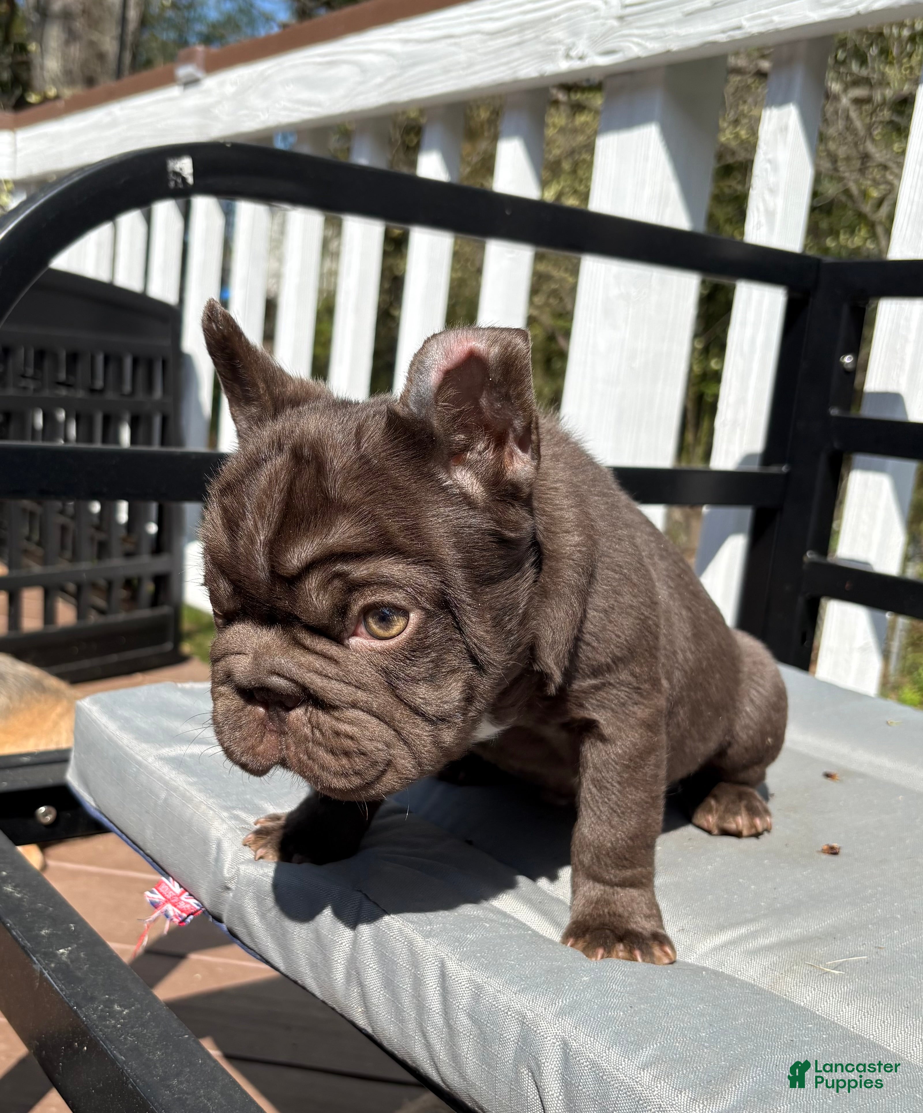 French Bulldog dogs Bean, - Ad 2