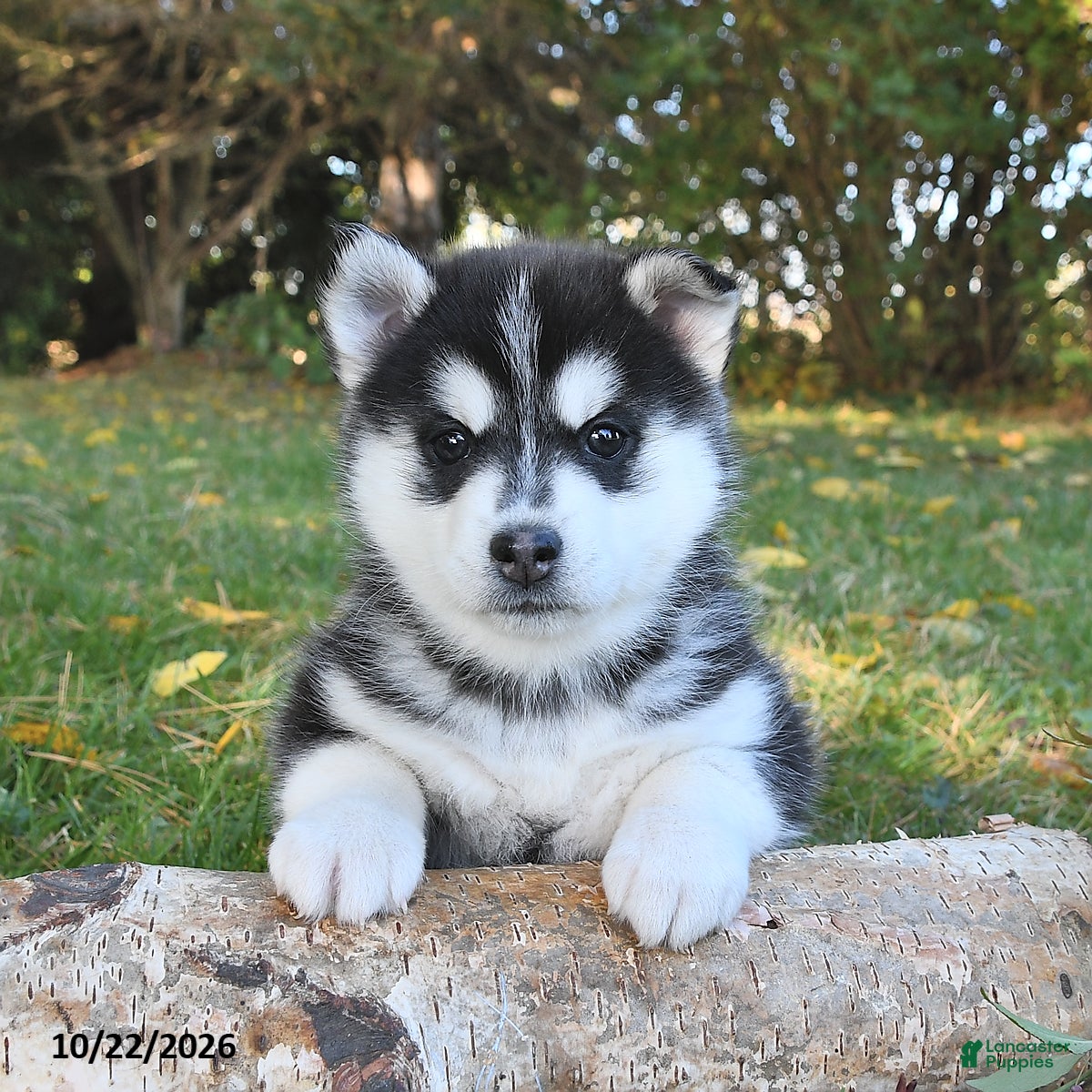 Pomsky dogs for sale: Laska  - Ad 1