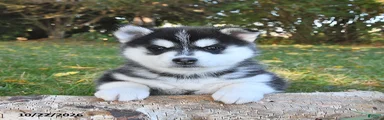 Laska 
