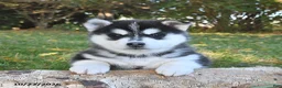 Pomsky dogs for sale: Laska  - Ad 1
