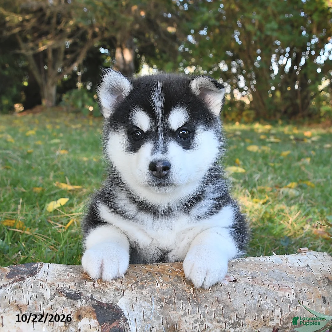 Pomsky dogs for sale: Laska  - Ad 1
