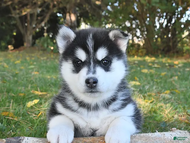 Pomsky dogs for sale: Laska - Ad 1
