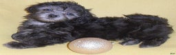 Shihpoo dogs for sale: Shadow - Ad 7