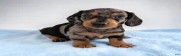 Miniature Dachshund dogs for sale: Snoopy - Ad 3