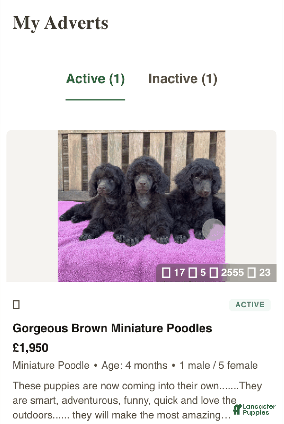 Afghan Hound dogs for sale: Afghan Hound Puppy 2 - Ad 2
