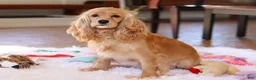 Cockapoo dogs for sale: Luka - Ad 5
