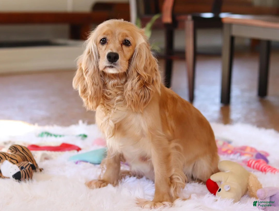 Cockapoo dogs for sale: Luka - Ad 5