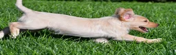Labradoodle dogs for sale: Sadie - Ad 3