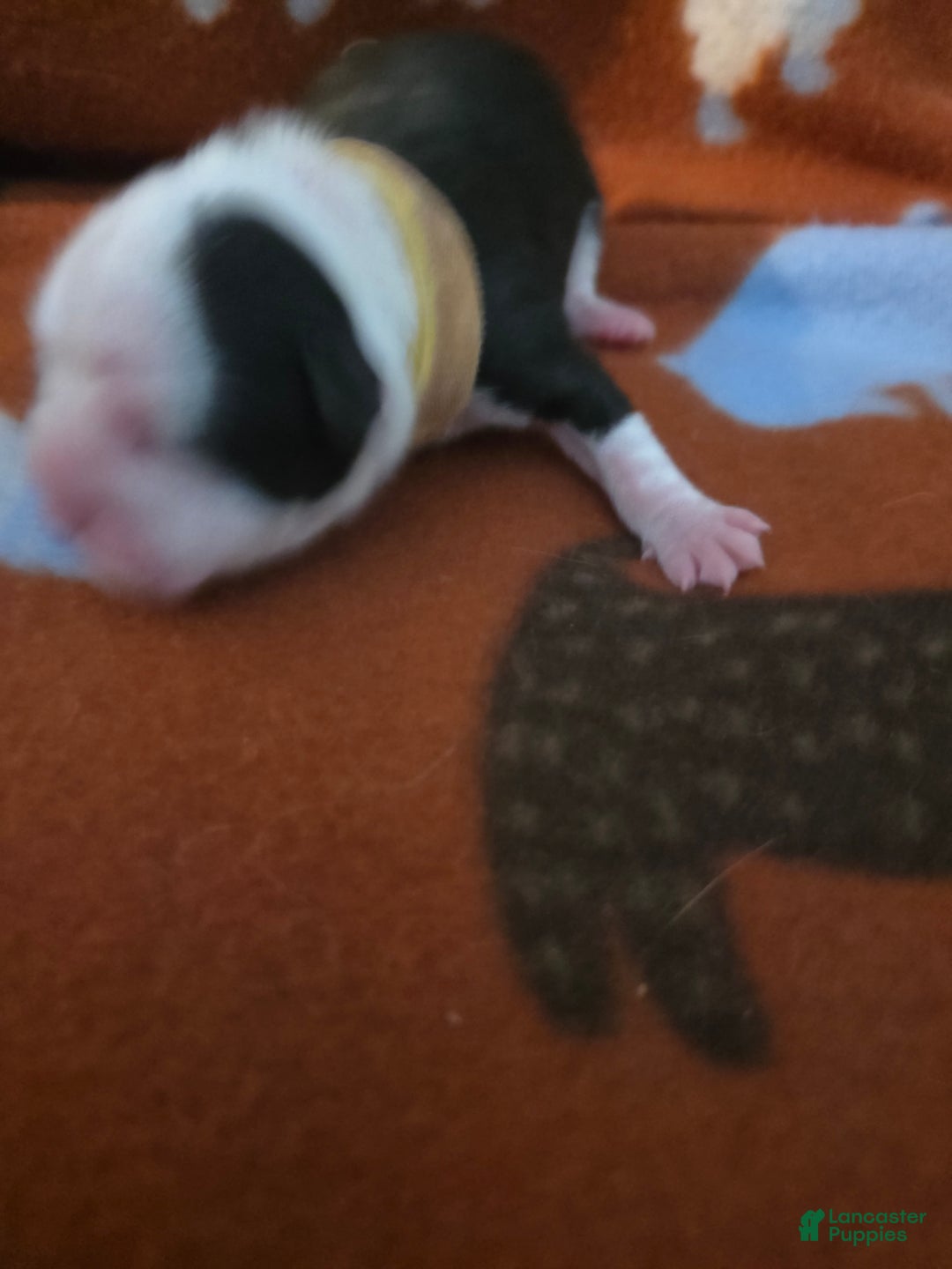 Mixed Breed dogs for sale: Yellow - Ad 6