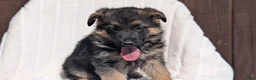 German Shepherd dogs for sale: Zoey - Ad 9