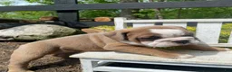 English Bulldog dogs for sale: Susie - Ad 13