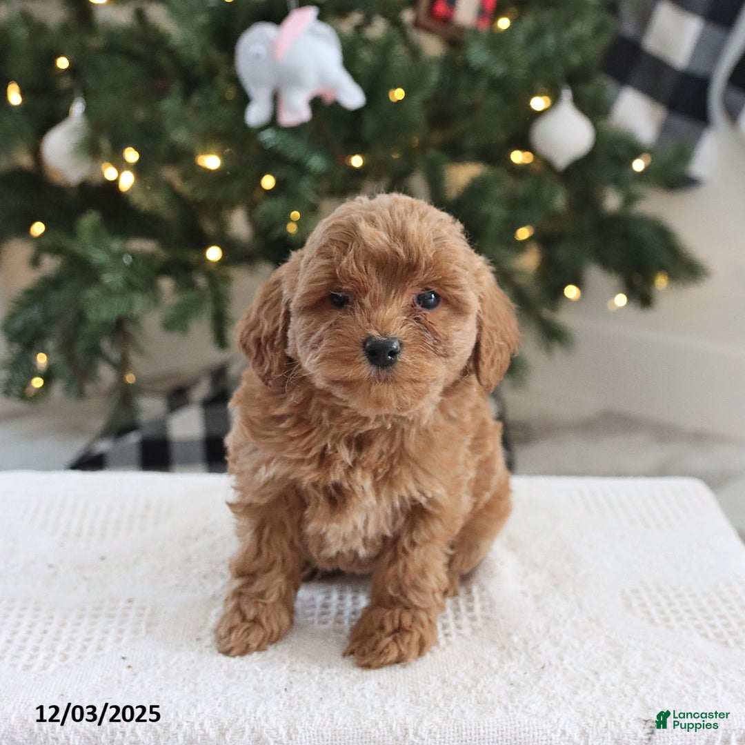 Cockapoo dogs for sale: Andi - Ad 3