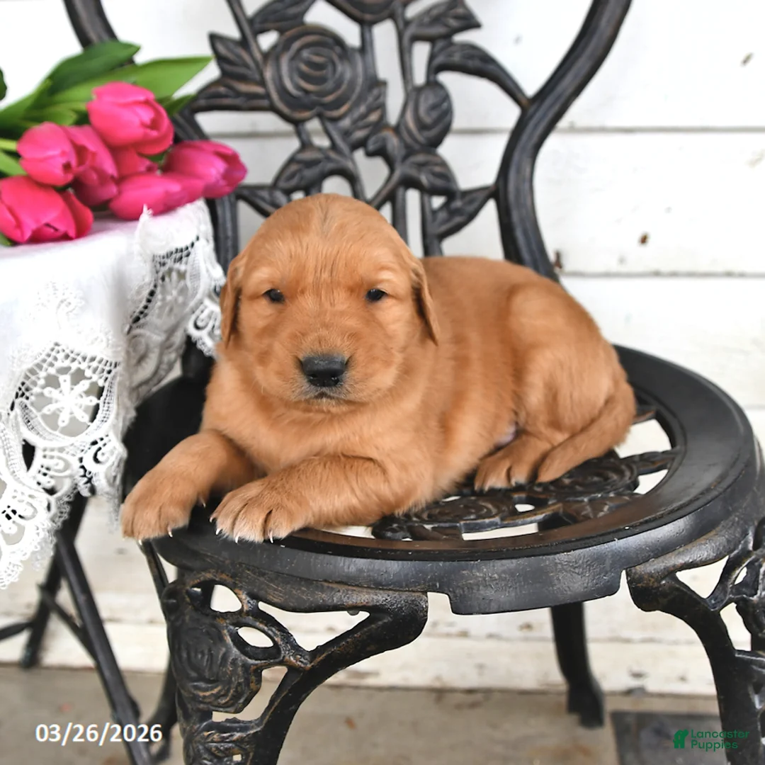 Golden Retriever dogs for sale: Troy - Ad 2