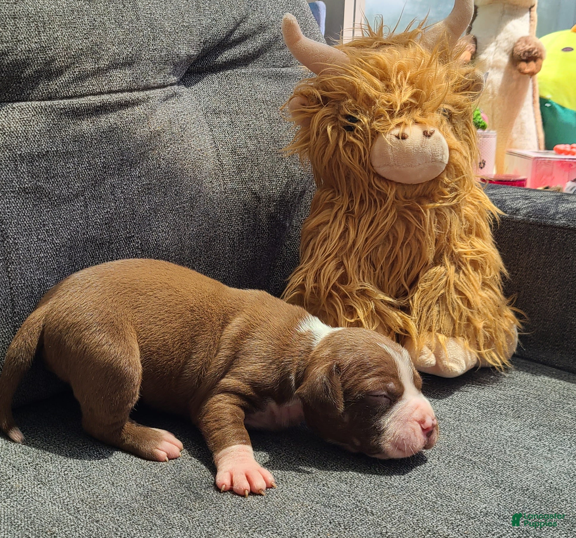 American Bully dogs Edward - Ad 2
