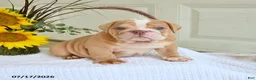 English Bulldog dogs for sale: Tristan - Ad 3