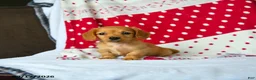 Miniature Dachshund dogs for sale: Cinnamon - Ad 4
