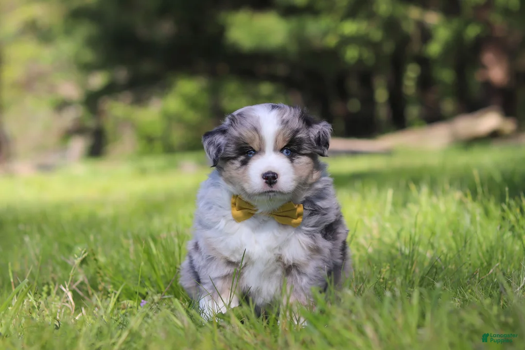 Australian Shepherd dogs for sale: Chase - Ad 1