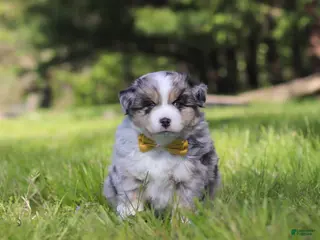 Australian Shepherd dogs for sale: Chase - Ad 2
